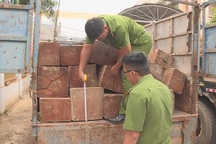 Truy tìm tài xế lái xe chở gỗ lậu tông vào công an rồi bỏ trốn