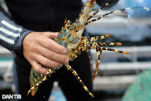 150 tấn tôm hùm bông ế, chính quyền tính cách giải cứu hộ nuôi