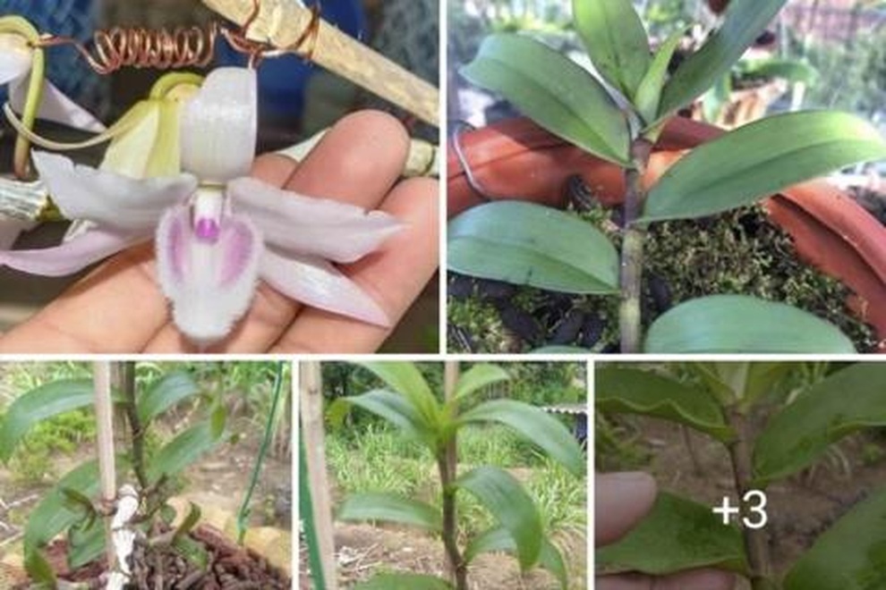 Lan đột biến 46 tỷ đồng ở Điện Biên: Sự thật treo bờ rào, không ai mua - 1 Lan đột biến 46 tỷ đồng ở Điện Biên: Sự thật treo bờ rào, không ai mua - 1