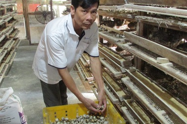 Nuôi 10.000 con chim cút, bỏ túi gần 20 triệu đồng/tháng