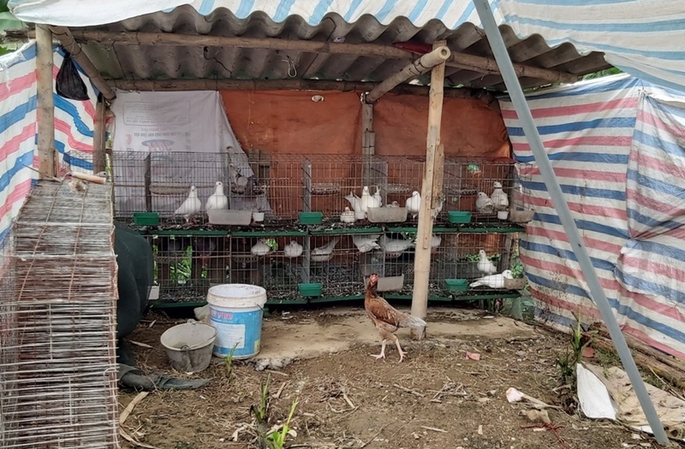 Cậu học trò lớp 12 tự chăn nuôi kiếm tiền đi học - 4 Cậu học trò lớp 12 tự chăn nuôi kiếm tiền đi học - 4