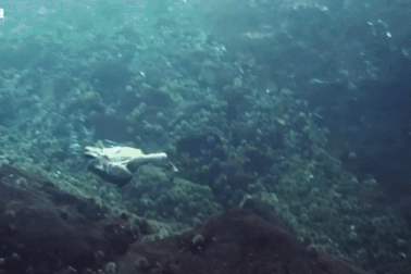 Ốc đảo thức ăn thành "bẫy tử thần" vào mùa đông buốt giá