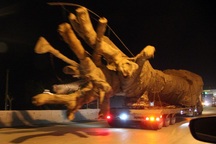 "Quái thú" lọt nhiều tỉnh thành: Tài xế "dò" CSGT bằng cách... nháy đèn?