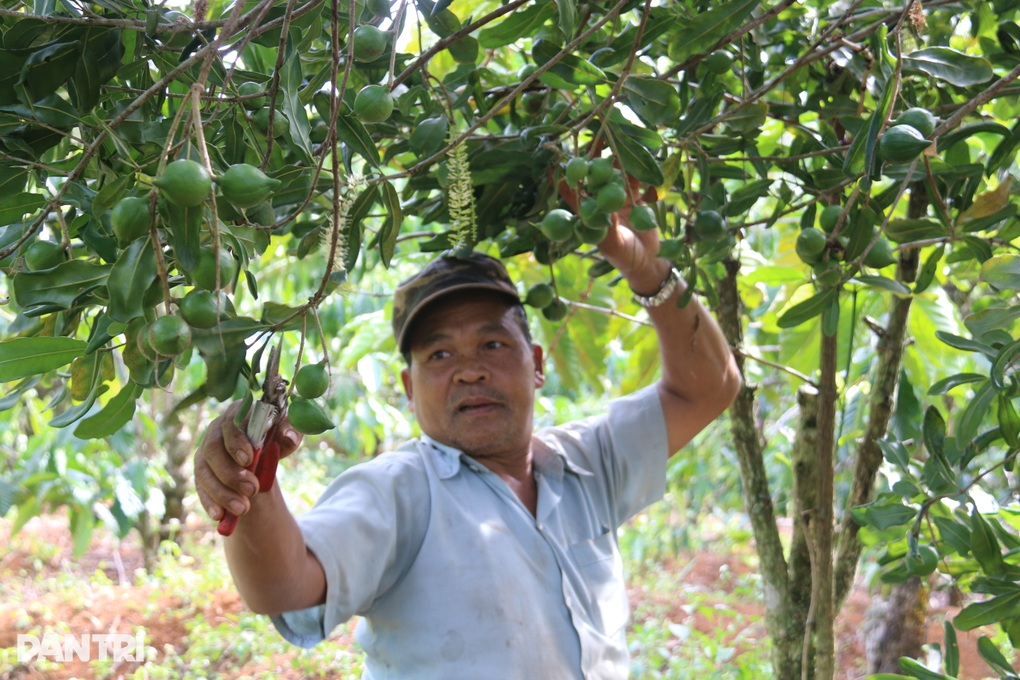 Quả nữ hoàng, hạt tỷ đô nhảy giá từng ngày  - 1