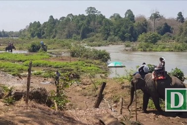 Du khách cưỡi voi vượt sông Sê-rê-pôk