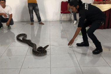Chuyên gia bắt rắn bất ngờ bị trăn cắn nhập viện khi đang trình diễn