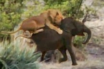 Voi con sắp bị sư tử ăn thịt thì "cứu tinh" bất ngờ xuất hiện để giải cứu