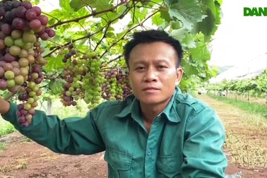 Chàng trai 8X bắt cây nho nở hoa, kết trái trên vùng đất đỏ bazan