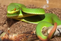 Liên tiếp 3 trẻ nhập viện vì bị rắn lục đuôi đỏ cắn