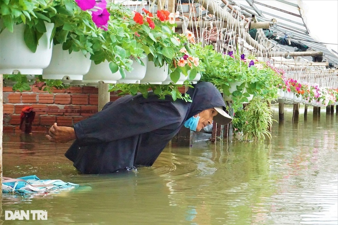 Nông dân vớt hoa trong nước lũ: Năm nay mất Tết rồi! - 9 Nông dân vớt hoa trong nước lũ: Năm nay mất Tết rồi! - 9