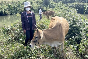 Vụ bò sinh sản nhỏ như bê, ốm yếu bất thường: Phát hiện nhiều vi phạm