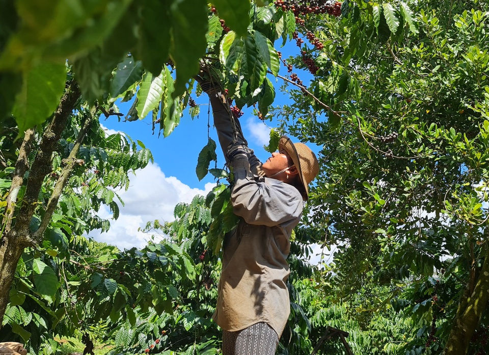 Vất vả mưu sinh bằng nghề hái cà phê thuê ở Tây Nguyên - 3