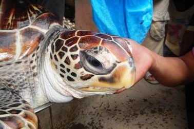 Thả về biển con đồi mồi cực kỳ quý hiếm