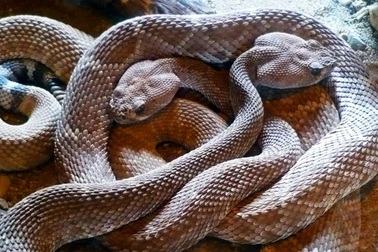 Rắn đực sẵn sàng hy sinh để được giao phối?