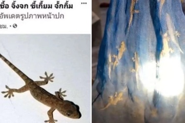 Cư dân mạng Thái Lan đua nhau mua bán thạch sùng để trở thành triệu phú