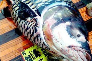 Dân miền Tây lại bắt được cá khủng hàng trăm triệu 