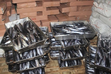 Chủ cơ sở đông lạnh chưa đồng ý tiêu hủy 20 tấn cá nhiễm phenol