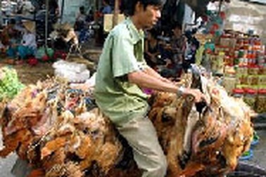 Gia cầm đã tiêm văcxin vẫn... dương tính với H5N1