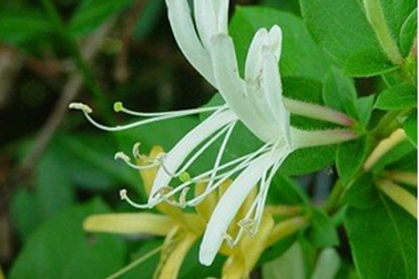 Kim ngân hoa: Thảo dược chữa viêm xoang