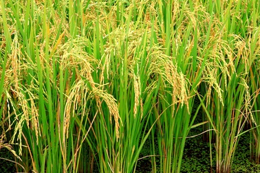 Enzim hỗ trợ giảm độc tố trong cây lúa