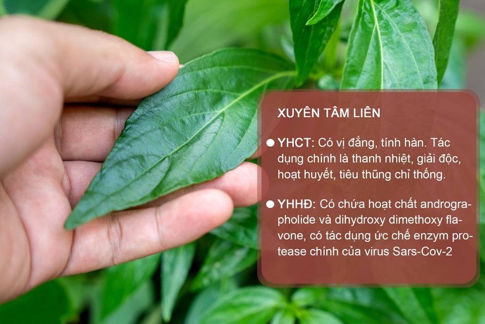 Siro Zhealth: Kết hợp cả Xuyên tâm liên và Kim ngân hoa - 3 Siro Zhealth: Kết hợp cả Xuyên tâm liên và Kim ngân hoa - 3