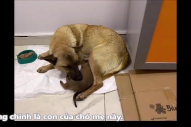 Chó mẹ mang con đến phòng khám thú y để nhờ chữa trị