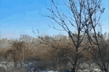 "Lá chắn thép" hiếm gặp của Ukraine khai hỏa bắn hạ trực thăng Nga