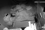 Rắn độc dài 2m bò vào sát đệm lúc rạng sáng, bà mẹ ở TPHCM xử lý gây sốt