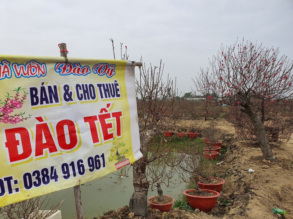 Hải Dương: Chiều 29 Tết đào nở đỏ ruộng, cả làng trắng tay vì Covid-19 - 3 Hải Dương: Chiều 29 Tết đào nở đỏ ruộng, cả làng trắng tay vì Covid-19 - 3