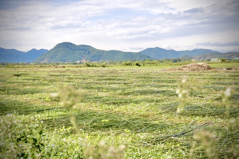 Vẻ đẹp thôn quê bình dị mùa thu hoạch cói ở ốc đảo Hồng Lam - 6