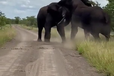 Cuộc chạm trán đáng sợ giữa 2 "gã khổng lồ"