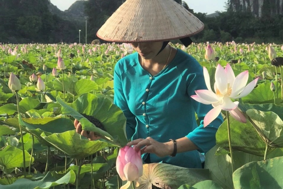 Ướp trà vào sen Nhật thu tiền triệu - 3 Ướp trà vào sen Nhật thu tiền triệu - 3