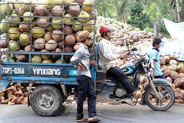 Thương lái Trung Quốc tận thu dừa non