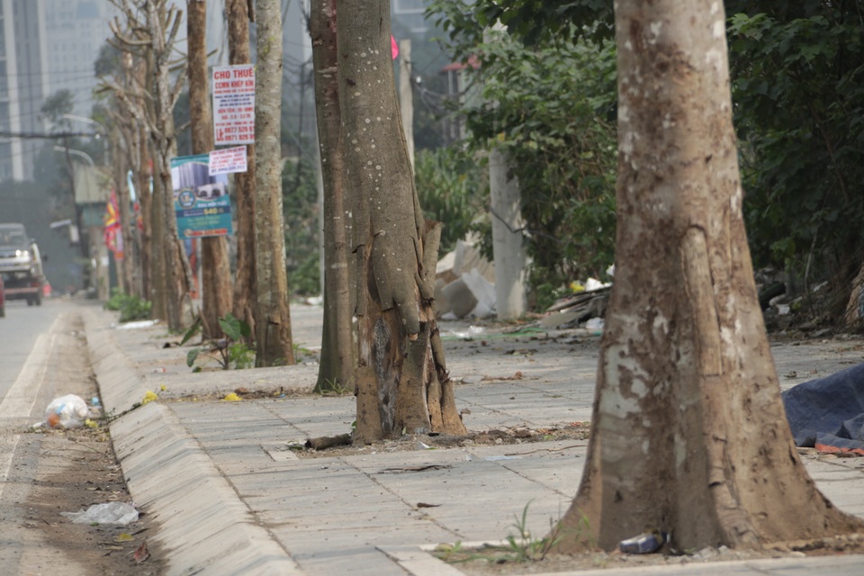 Hà Nội: Hàng trăm cây xanh chết khô trên con đường mới mở - 6 Hà Nội: Hàng trăm cây xanh chết khô trên con đường mới mở - 6