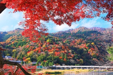 Đến Tokyo vào mùa thu, dự lễ hội lá phong nổi tiếng nhất nước Nhật