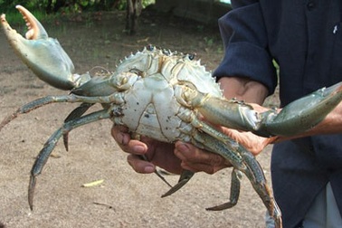 Bắt được con cua khổng lồ trên đầm Ô Loan