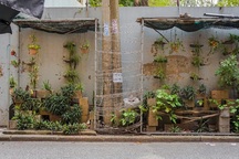 Ngỡ ngàng với khu vườn treo xanh mát được trồng trên bãi rác bốc mùi ở Hà Nội