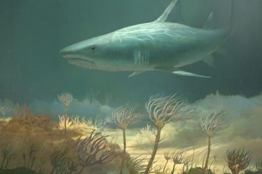 Phát hiện đầu cá mập 330 triệu năm trong hang động