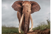 Voi biết "nghe" bằng chân, con người cũng có thể làm như vậy