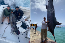 Cá khổng lồ lớn nhất từng câu được trong vòng 30 năm mắc lưới cần thủ