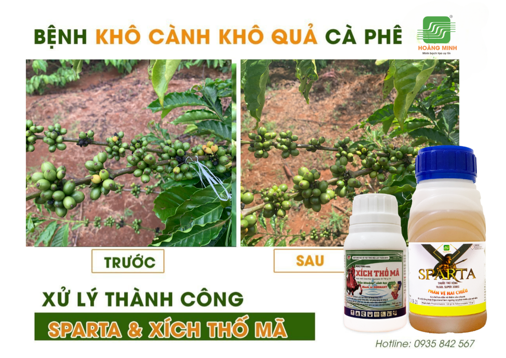 Quản lý bệnh khô cành khô quả của cây cà phê mùa mưa - 4 Quản lý bệnh khô cành khô quả của cây cà phê mùa mưa - 4