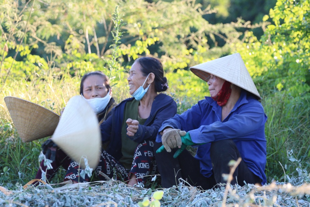 Nông dân cướp nắng thu hoạch cây thuốc hiệu quả gấp 3 lần trồng màu - 5 Nông dân cướp nắng thu hoạch cây thuốc hiệu quả gấp 3 lần trồng màu - 5