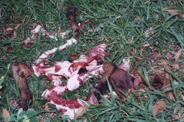 Nửa đêm dắt trộm bò ra xẻ thịt