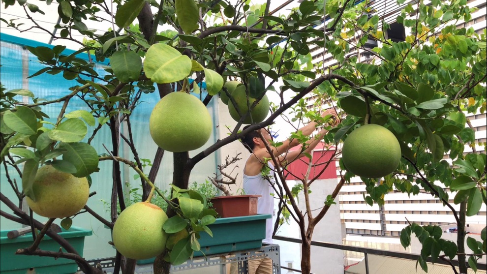 Vườn cây ăn quả trên sân thượng xanh tốt quanh năm của ông bố đảm Hà Nội - 6 Vườn cây ăn quả trên sân thượng xanh tốt quanh năm của ông bố đảm Hà Nội - 6