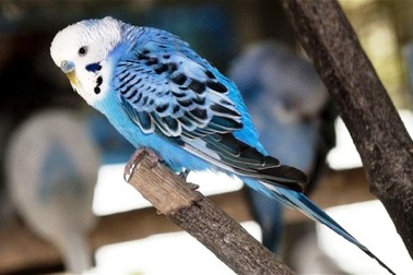 Chú vẹt tái ngộ chủ nhân nhờ... nhớ địa chỉ nhà