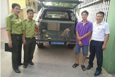 Người dân tự nguyện giao nộp khỉ vàng quý hiếm