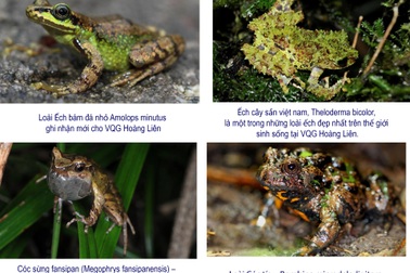 Bảo tồn loài lưỡng cư quý hiếm chỉ có ở Vườn quốc gia Hoàng Liên