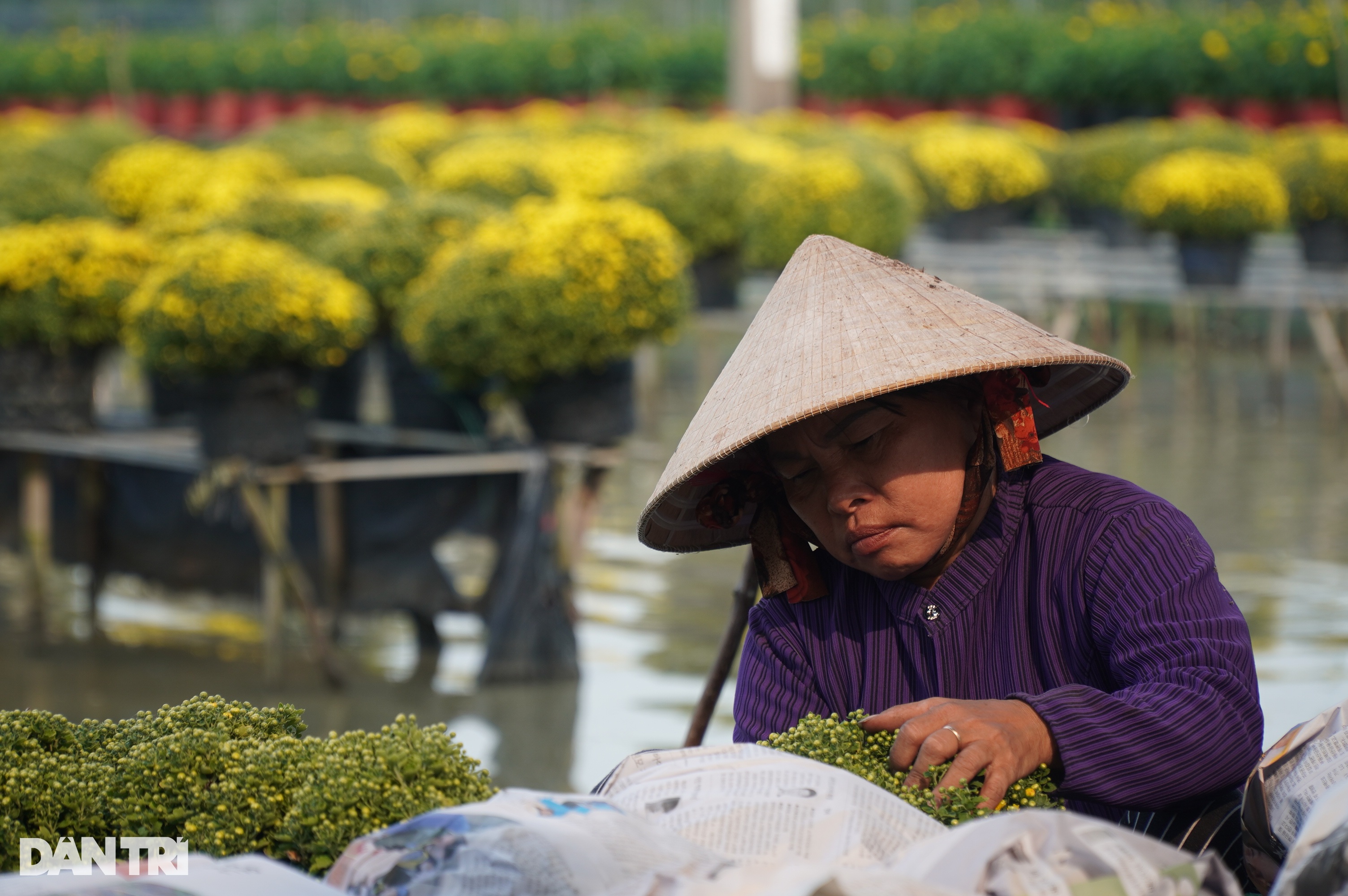 30.000 chậu cúc suýt ế và cú thoát hiểm phút cuối của người trồng hoa - 2