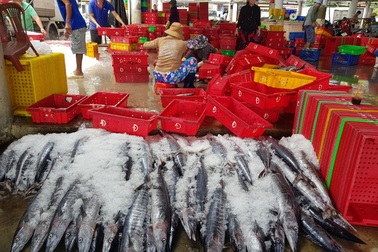 Ngư dân thu hàng chục triệu đồng sau mỗi chuyến đi biển