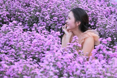 Náo nức “check in” vườn hoa thạch thảo tím “lịm tim” ở Đà Nẵng